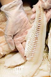 Ishavstorsk från Barents hav går nu bra att äta, säger WWF. Foto: Christine Olsson/Scanpix