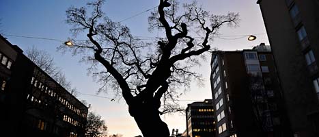 Eken vid tv-huset i Stockholm är omkring tusen år gammal och har nu börjat att ruttna. Foto: Anders Wiklund/Scanpix