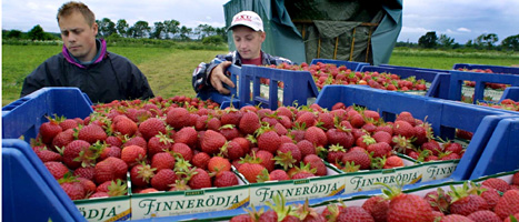Jordgubbsplockning på Öland. Foto: Maths Bogren/Scanpix
