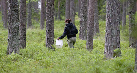 Många människor från andra länder kommer till Sverige för att plocka bär. Foto: Pontus Lundahl/Scanpix.