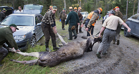 Nu börjar årets älgjakt. 100 tusen älgar ska skjutas under hösten.
Foto: Lars Pehrsson/Scanpix.