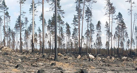 Så här ser skogen ut efter branden i närheten av Finspång. Foto: Tobias Andersson/Räddningstjänsten Finspång/TT