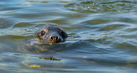 Många sälar blir sjuka och dör i havet utanför Göteborg.
Foto: Janerik Henriksson/TT.