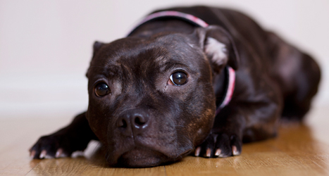 Hunden Agda räddade 5-åriga Isabelle från att drunkna. Foto: Johan Saarela/TT.
