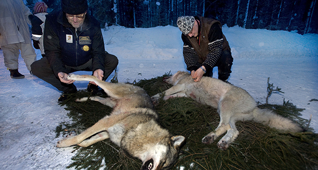 Två skjutna vargar