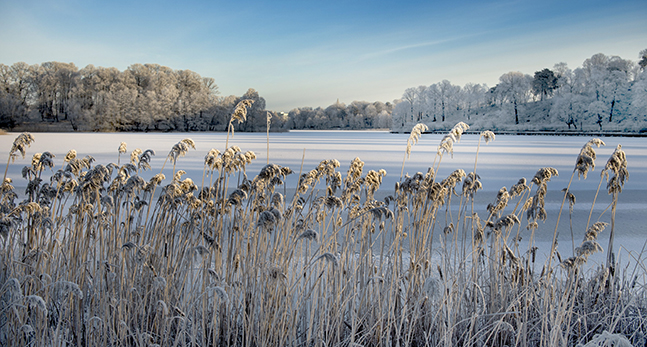 Vass med frost vid en frusen sjö