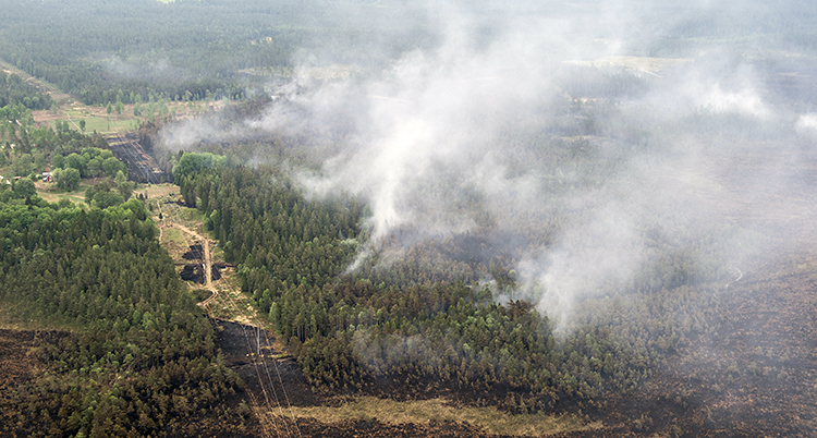 Rök stiger upp från en skog