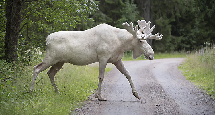 En vit älg med vit krona går över en grusväg.