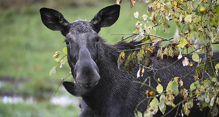 Nu börjar jakten på älg.