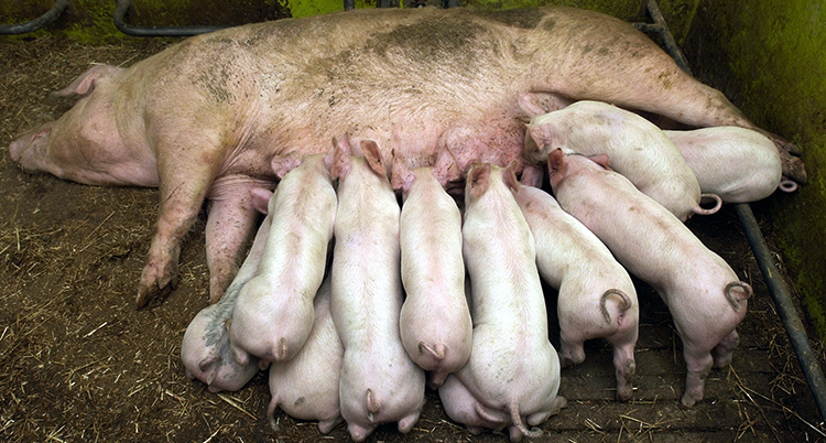 En sugga med sina griskultingar.