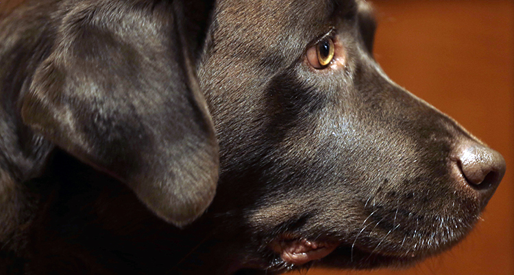 En labrador retriever