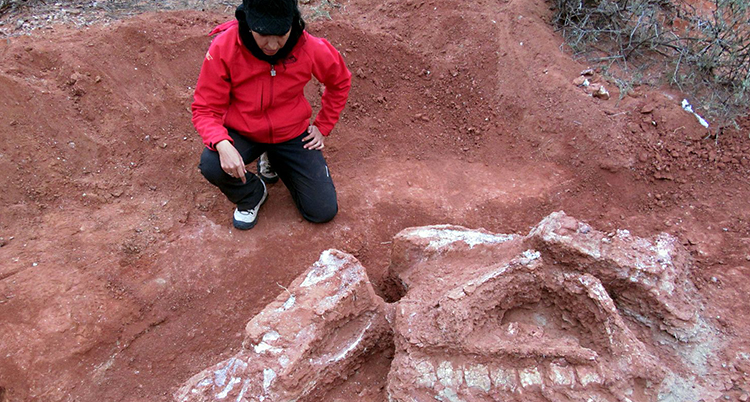 Forskare gräver från skelettet av dinosaurien