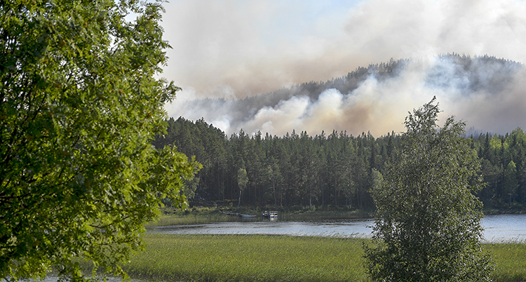 Det brinner i skogen