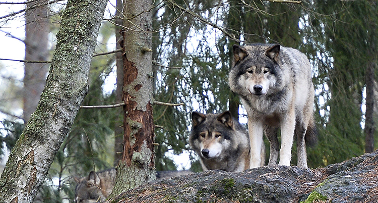 Vargar i Kolmårdens djurpark