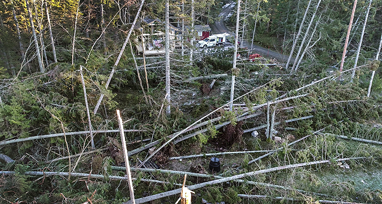 Många träd blåste omkull i stormen
