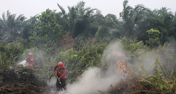 Brandmän försöker släcka en brand i regnskogen i Indonesien.