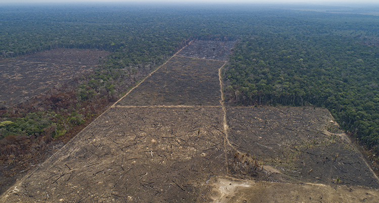 Bilden visar marken i Amazonas. Den är svart. Inga träd finns kvar.