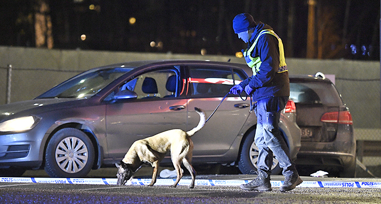 Bilden är tagen utomhus. Det är ganska mörkt. En polis går med en polishund. De letar spår. De står nära en bil.