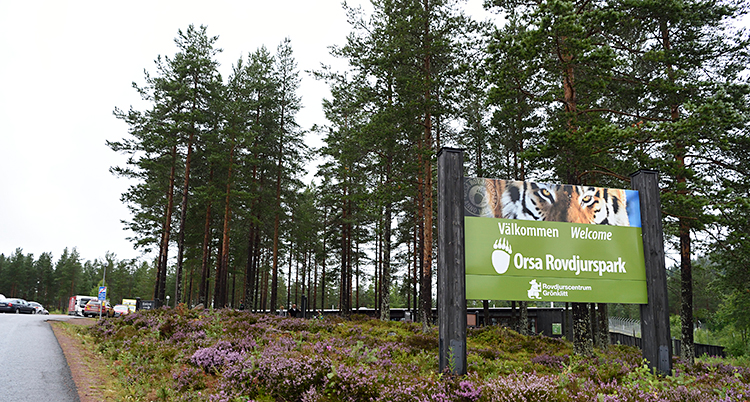 Bilden är tagen utomhus. Den visar en väg till en parkering. Bredvid vägen finns det träd och en skylt. På skylten står det Välkommen till Orsas rovdjurspark.