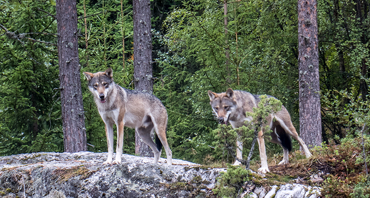 Två vargar på ett berg. Skog i bakgrunden