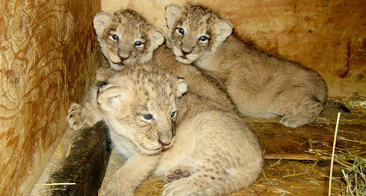 Tre asiatiska lejonungar sitter och vilar inomhus på Parken Zoo.