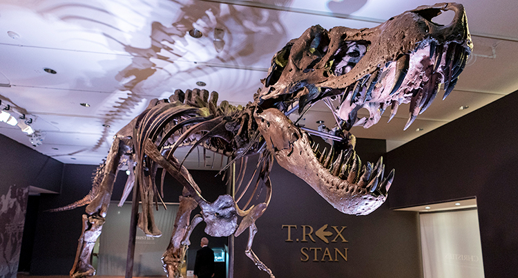Ett stort skelett som är byggt så att det ser ut som en dinosaurie med en stor öppen käft med stora tänder.