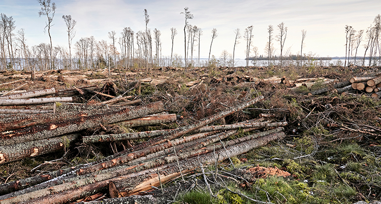 Skog som har fällts.