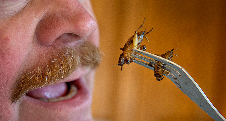 En närbild på ansiktet av en man. Han har mustasch. Han öppnar munnen. På en gaffel framför munnen sitter två stekta insekter.