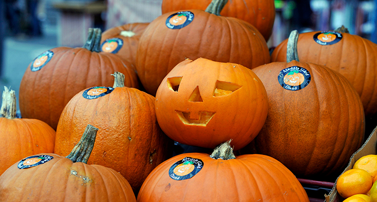 Orangea pumpor ligger i en stor hög, i en pumpa har ett halloweenansikte skurits ut.