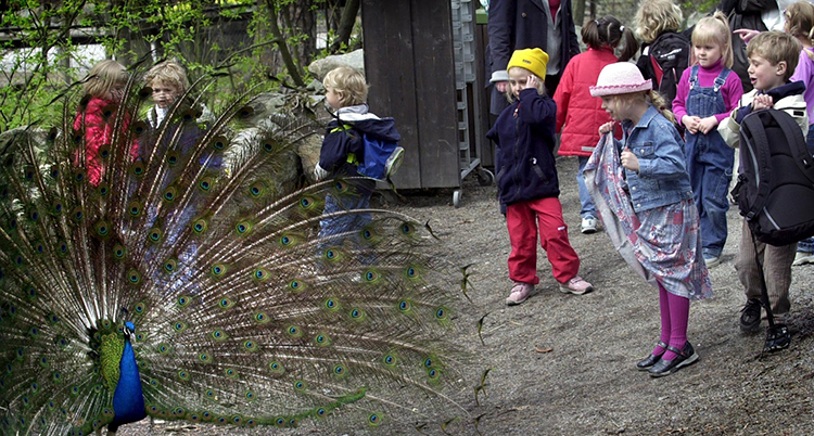 Barn som titar på en påfågel som spänt up alla sina fjäfdrar. det ser ut som en solfjäder.