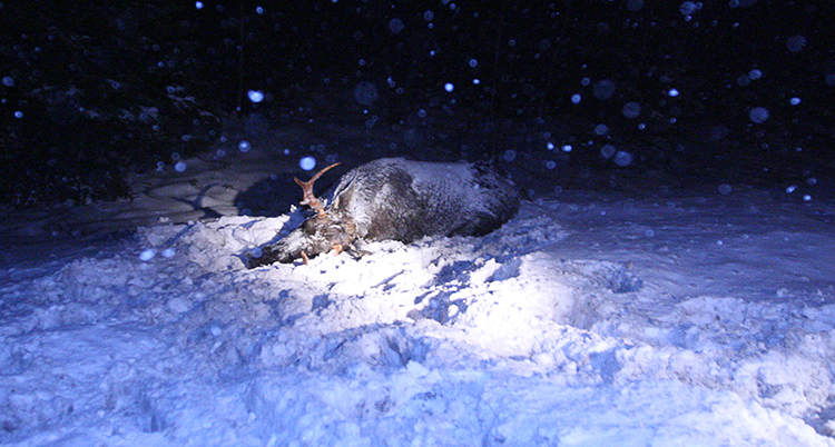 Ett dött djur ligger i snön. Det är kväll och mörkt.