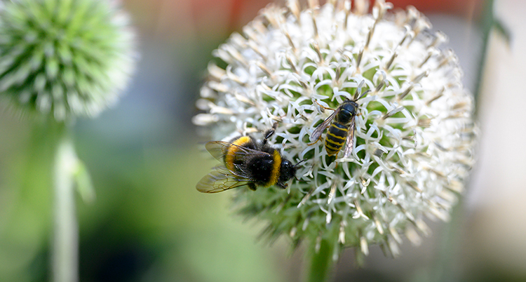 En nära bild på insekterna och blomman.