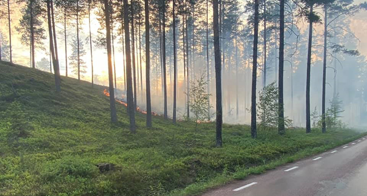 rök syns i skogsbryn.