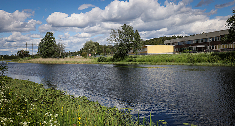 Bilden visar en å i Hagfors. Det växer gräs och träd vid ån. På andra sidan vattnet syns hus.