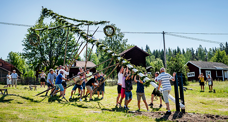 Från en by i Dalarna. Några människor håller på att resa en midsommarstång. Det är fint väder.