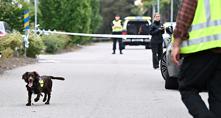 En hund springer runt på en gata. Bredvid står poliser och polisbilar.