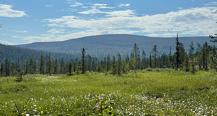 Solen skiner över äng, skog och fjäll.