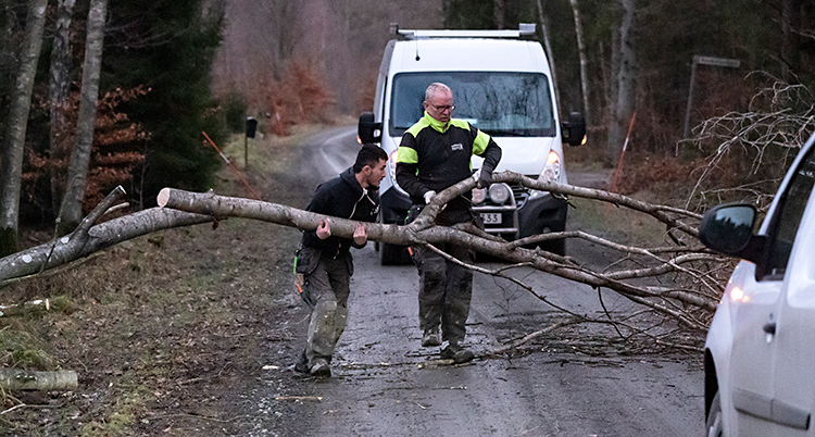 Två personer tar bort ett träd från en väg.