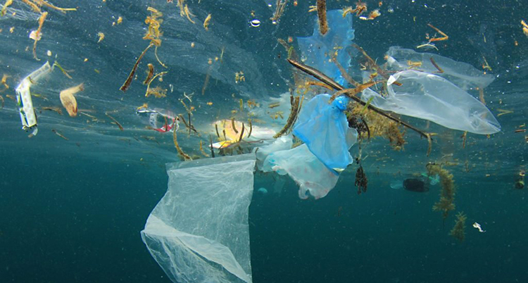 En bild som är tagen under vatten. Det flyter plastpåsar och annat skräp i vattnet.