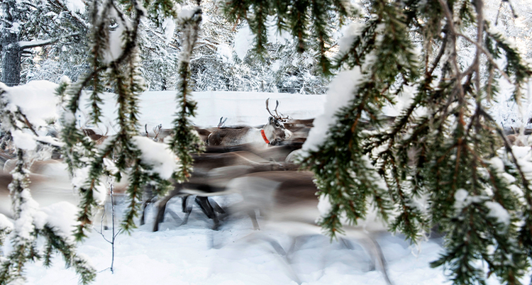 renar springer i snön.