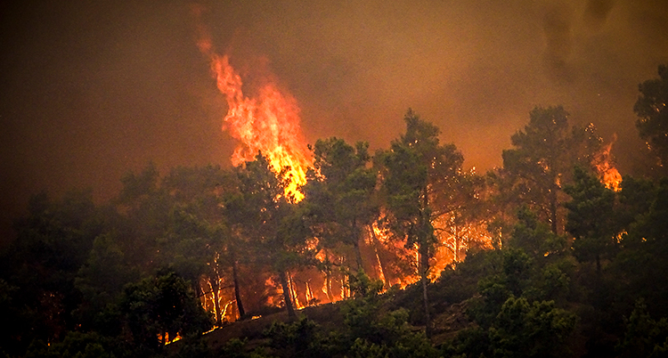 Stora lågor av eld i en skog. Allt är mörkt utom elden.