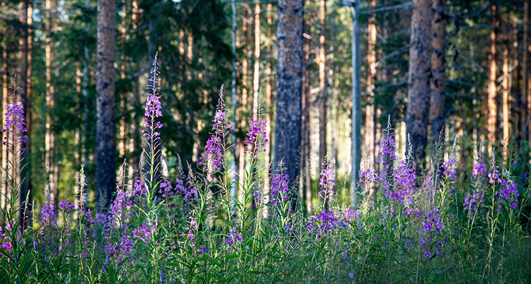 Tallar och granar i en skog.