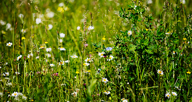 En äng med blommor och en fjäril.