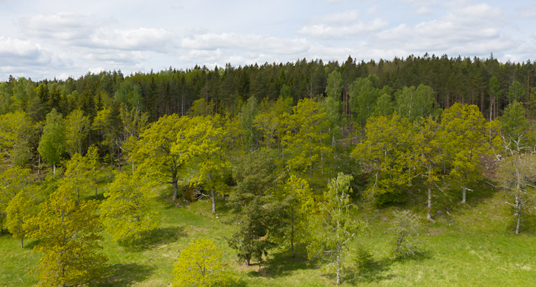 En skog med lövträd och barrträd.