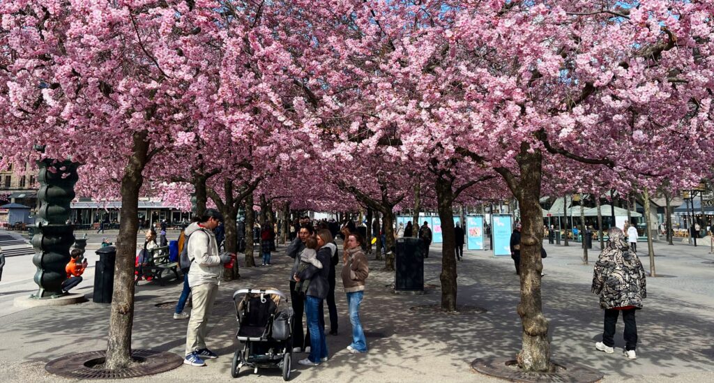 Några människor med barnvagn står under träd med många rosa blommor.