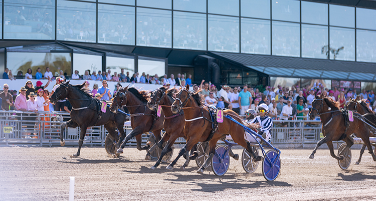 En solig dag på våren. Flera hästar springer på banan Solvalla.