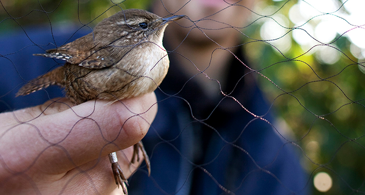 En person håller en liten fågel i handen. Fågeln har en ring runt foten.