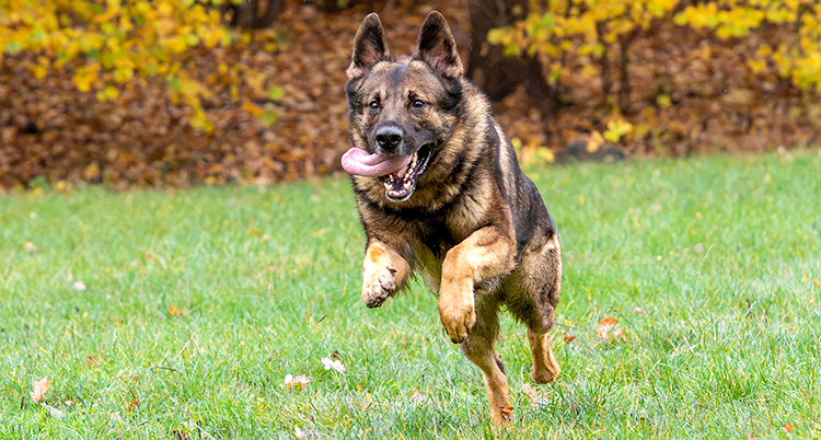 En hund springer på en gräsmatta.