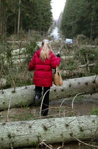 Så här ser det ut på många platser i södra Sverige. Stora träd som blockerar vägarna. Foto: Lennart Rehnman/PrB