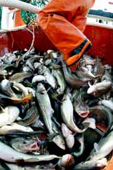 Torsken hotas av utrotning. För att torsken inte ska försvinna från haven finns det regler för hur mycket yrkesfiskarna får fånga. Foto: Tommy Svensson/Pressens Bild